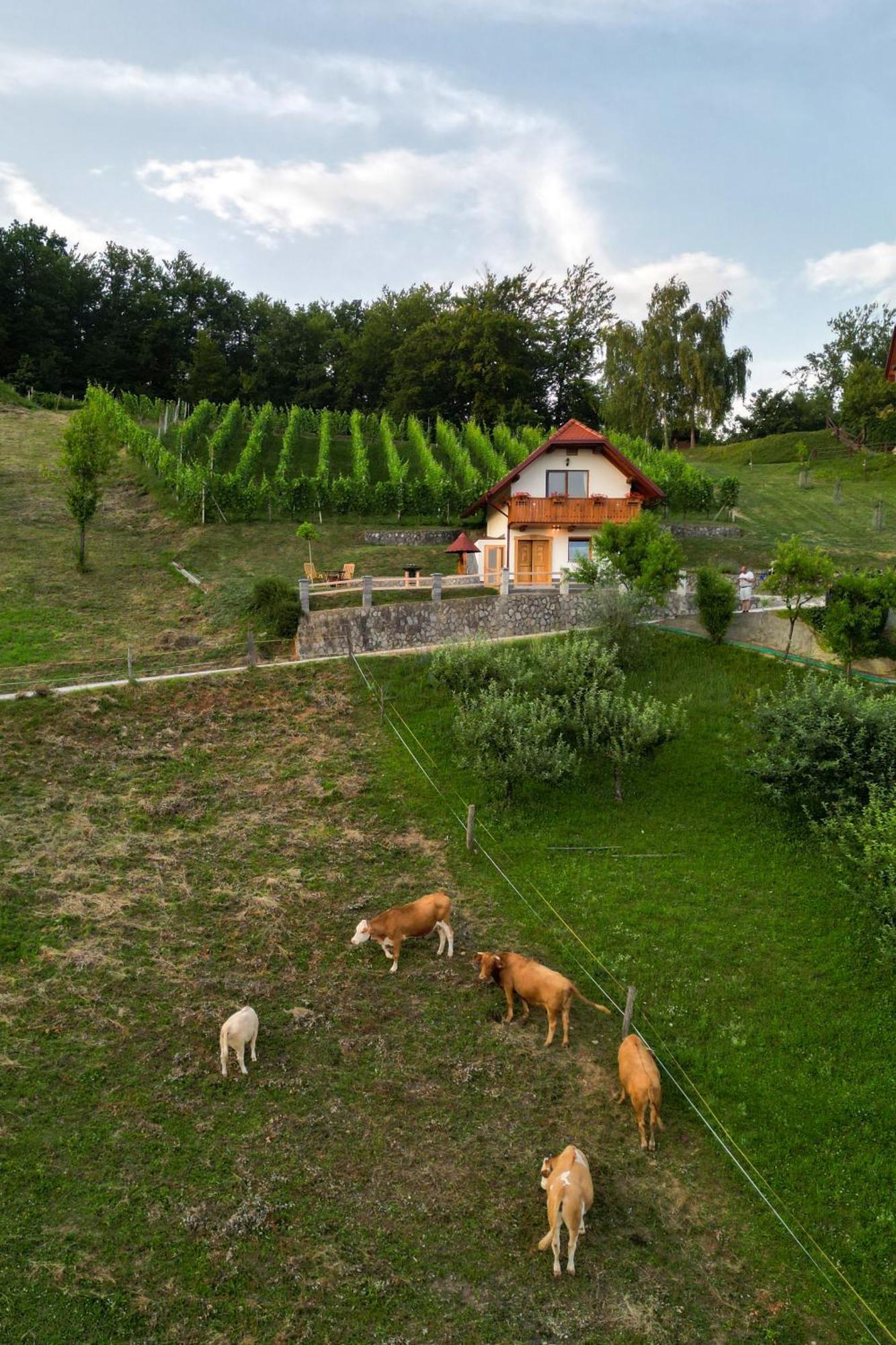 Vineyard Cottage Krivic 特贝尔诺 外观 照片